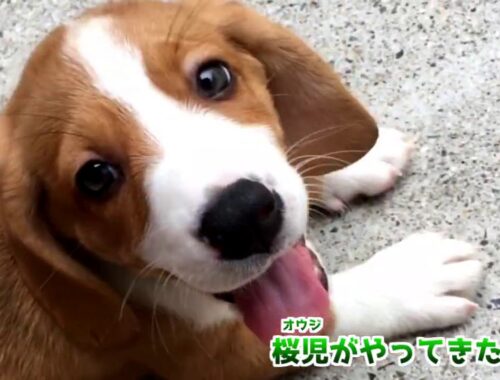 【珍しい犬】バセットハウンド×コーギーのハーフ犬！桜児(おうじ)君が家族になった日