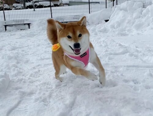 【柴犬】普段全然走らないのに雪あるだけでテンション爆上がりする犬。