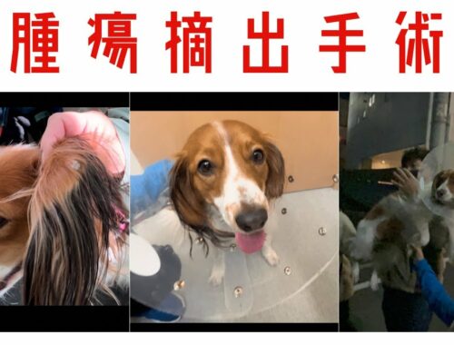 愛犬の腫瘍摘出手術の動画はこちら　　コーイケルホンディエKIKI
