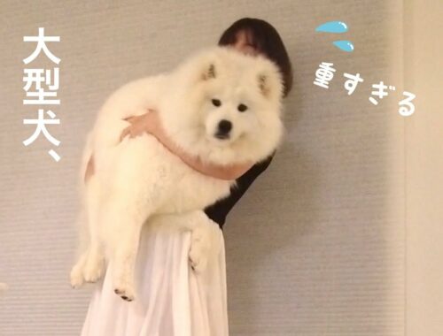 大型犬の抱っこ耐久チャレンジ【サモエド】Endurance challenge of carrying a large dog【samoyed】