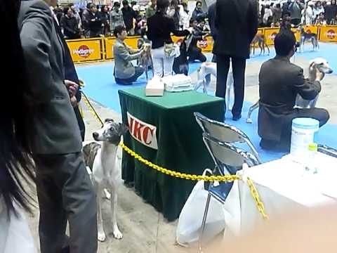 FCI東京インターナショナルドッグショー(サルーキー)20101219 Kingdom of Dax