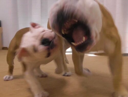 【閲覧注意】子犬が闘犬ブルドッグに襲われるとこうなる！