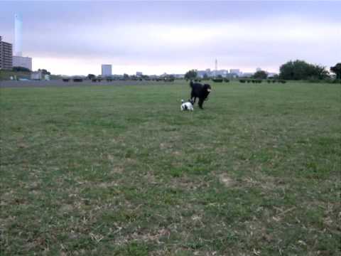 グローネンダールを追いかけるパピヨンの子犬