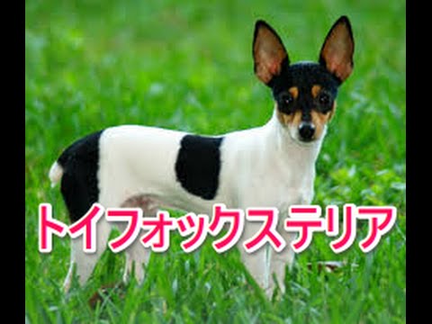 【犬図鑑】トイフォックステリア