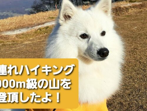 【日本スピッツLaLa】犬連れハイキング！ペットと2000m級の登山したよ！