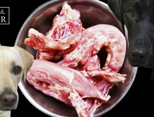 【ASMR  犬ごはん】鶏ネックを骨ごとバリバリと食べるラブラドールレトリバー/Labrador eats a raw chicken Neck 生肉/生鶏骨/咀嚼音