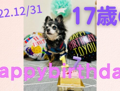 【ロングコートチワワ】愛犬の17歳の誕生日を祝いました