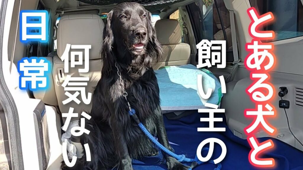 とある犬と飼い主の何気ない日常【フラットコーテッドレトリーバー#65】
