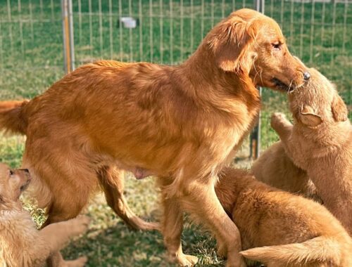Mother Golden Retriever Reunited With Her Puppies