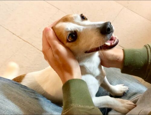 パパの退院を心待ちにしていた犬のお出迎えが激しすぎました　Mira Jack Russell Terrier
