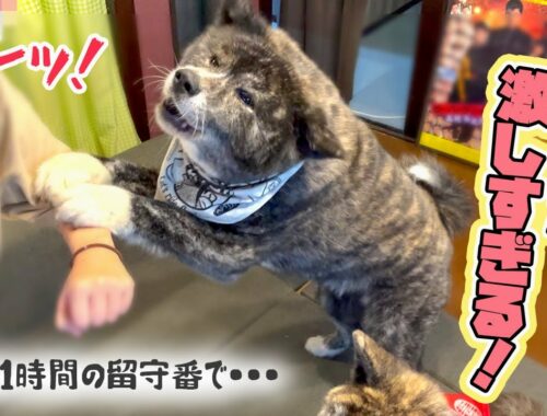 【秋田犬】何年ぶり？ってくらい熱烈な出迎えをしてくれる秋田犬（実際は１時間）【大型犬】【akita dog】