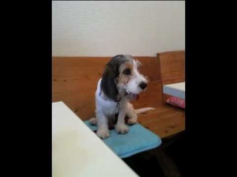 Petit Basset Griffon Vandeen Puppy（プチバセ）