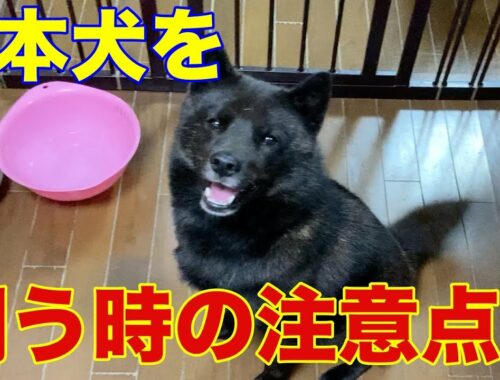 日本犬を飼う前に見て欲しい動画