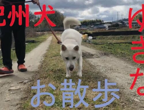 紀州犬ゆきな散歩