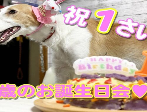 【祝1歳誕生日】大型犬ボルゾイは1歳でここまで大きくなります(笑)ケーキは食べてくれるかな？？