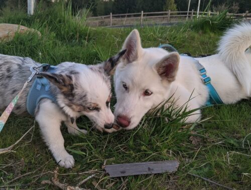 ４ヶ月の子犬同士のお散歩！【コーギーMIX・アラスカンマラミュートMIX】