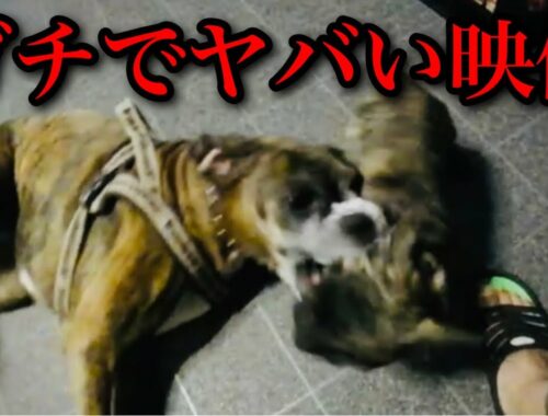 【事件】ウチの子犬が大型犬のボクサーにやられて頭グルグル巻きになりました…
