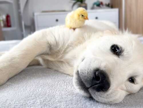 Cute Golden Retriever Puppy and Tiny Chick