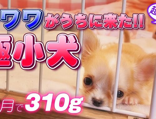 【チワワ】310ｇ 極小チワワの子犬がうちに来た!!【お迎え】Welcome  home. Micro tiny chihuahua puppy 10.93 ounces at 8 week