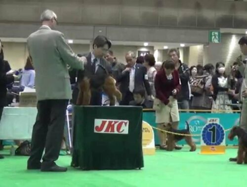 FCIジャパンインターナショナルドッグショー 　ウェルシュテリア牡　2015.4.4