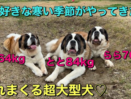 【超大型犬セントバーナード】寒い季節大好き3人がファミリーパークで、体重とと84kg、もも64kg、らら76kgが大暴れ