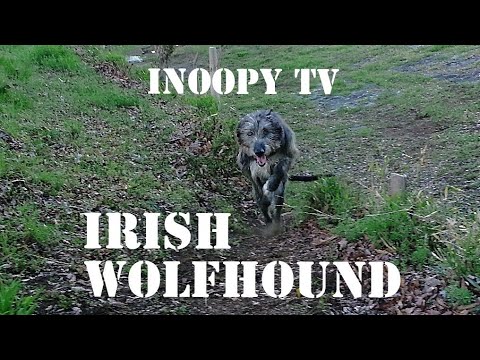 【Cut it out!!!🍀】Irish Wolfhound アイリッシュ ウルフハウンド