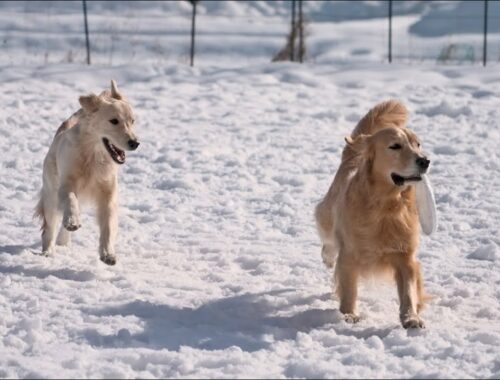 【癒し】犬生初の雪遊びで大はしゃぎする愛犬見てると泣けてくる