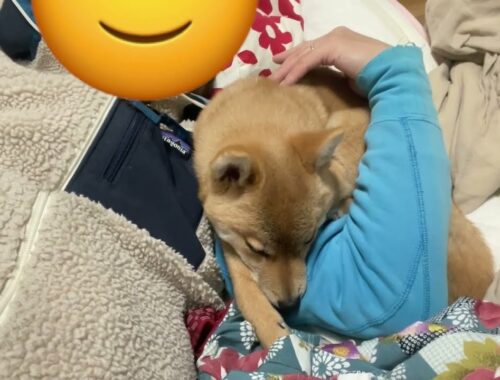 【柴犬小夏】腕枕の使い方が自由すぎる　生後小夏５ヶ月になった夜