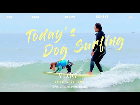 【VLOG】泳ぐの大好きな犬イングリッシュコッカースパニエルのドッグサーフィン