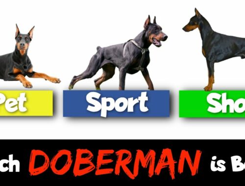 Show vs. Working vs. Pet Dobermans — How They're Different!