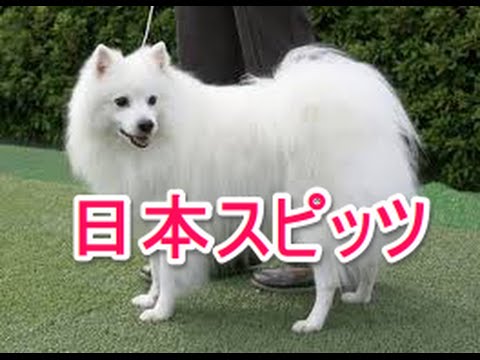 【犬図鑑】日本スピッツ