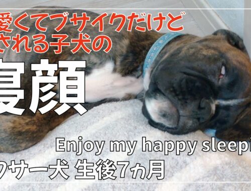 ボクサー犬 子犬の幸せそうな寝顔を堪能する動画生後3か月から7か月までの可愛くてブサイクな顔で癒されます