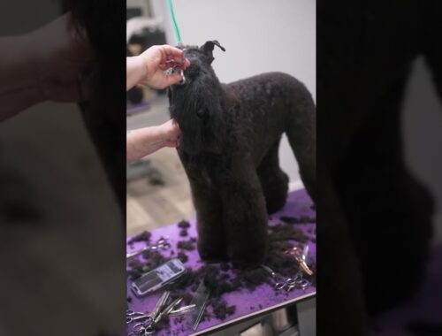 Kerry Blue Terrier Grooming. A very Rare Dog Breed🥰#shorts