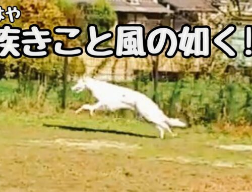 本気の走りを見せる 大型犬ボルゾイ!!