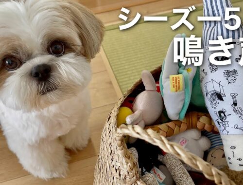 【癒し動画】おもちゃをせがむシーズー犬の鳴き声が会話になってしまいましたw / The Shih Tzu wants a toy. He barks cutely.