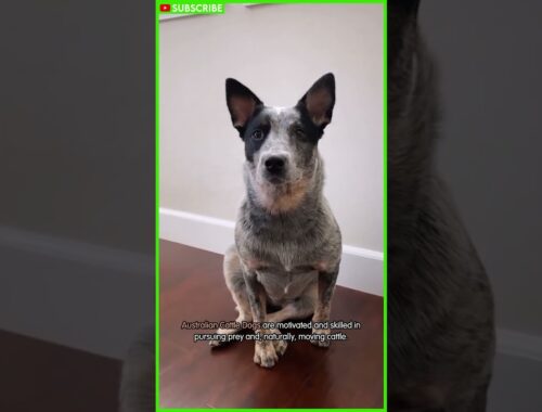 Australian Cattle Dog: The Adorable Australian Dog You Must Know | Bluey #shorts