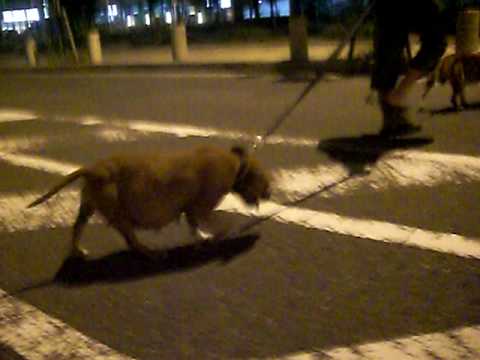 Staffordshire Bull Terrier / スタッフォードシャー　ブルテリア