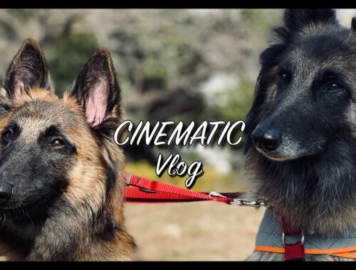 【べルジアンシェパード】タービュレンの親子 リメイク Dog Cinematic【犬vlog】