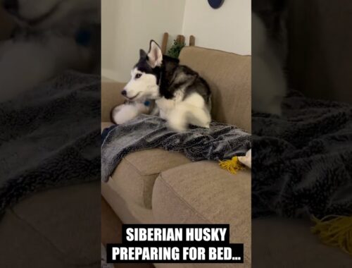 When A Husky Goes To Bed...