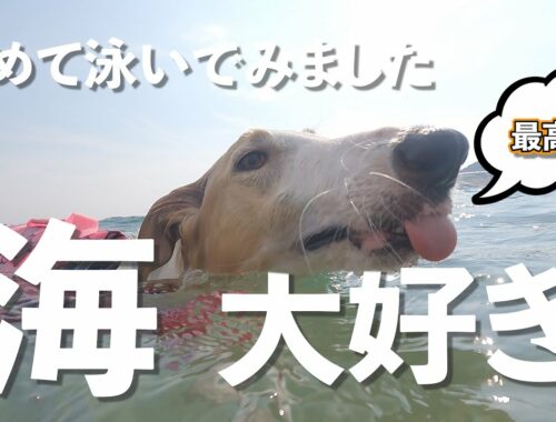 【大型犬ボルゾイ】初めての海で大型犬は果たして泳げるのか？海水浴で夏満喫