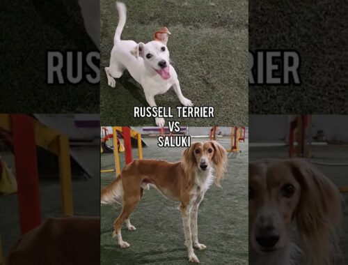 Agility: Russell Terrier vs. Saluki
