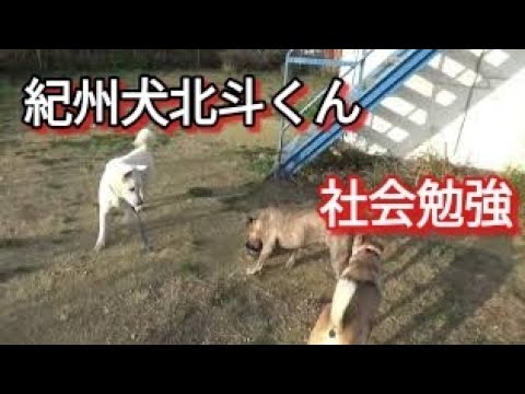 紀州犬北斗くん 犬社会のお勉強 Dog Rescue