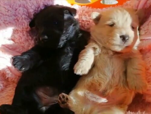 スコティッシュテリアのブラック♀とウィートン♂の仔犬紹介(2021/11/10生まれ) Scottish Terrier black ♀ and Wheaton ♂ puppies