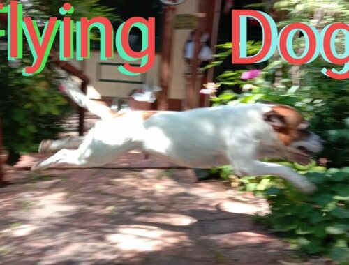 @スタッフォードシャーブルテリア#ルシファー#飛行犬#Staffordshire Bull Terrier #Lucifer #flying Dog