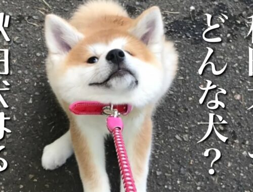 秋田犬ともぐら家族　はる、天然記念物、秋田犬てどんな犬？