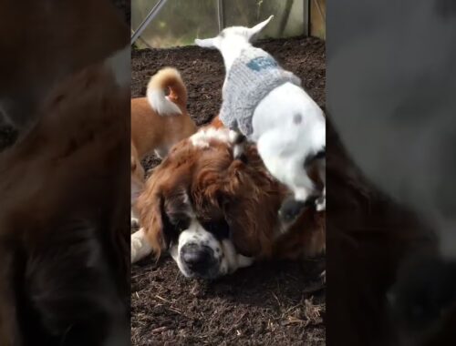 Huge Dog Is So Patient With Her Little Goat Brother