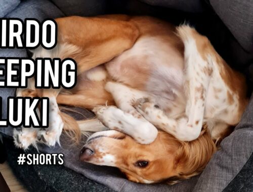 Typical saluki sleeping poses #shorts