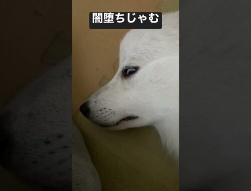 闇に堕ちかけた犬【日本スピッツじゃむの裏の顔】