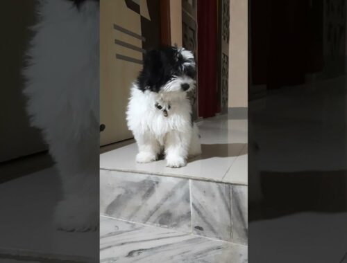 Cute Lhasa Apso puppy || Simba || Cute Dog || Cute Puppy