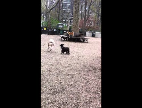 Peppi the Tibetan Terrier pouncing like a cat on her buddy the Miniature Schnauzer